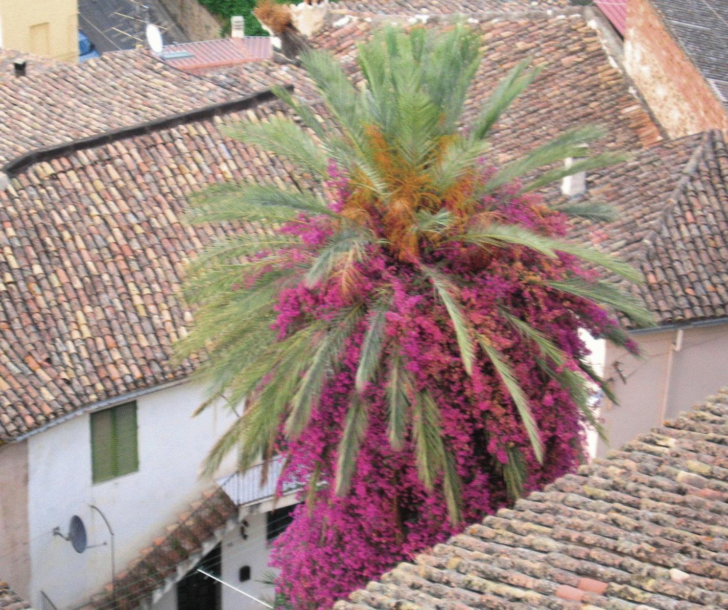 Relais Hotel Palazzo Castriota Corigliano Calabro Exteriör bild